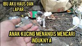 Astagfirullah Anak Kucing Ini Menangis haus Dan Lapar Mencari Susu Di Tempat Sampah..!