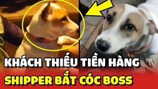 Shipper BẮT CÓC chó của khách vì MUA HÀNG mà không có TIỀN TRẢ 😂 | Yêu Lu