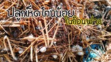 เก็บ​เห็ด​โคน​น้อย​ มา​ทำอาหาร​อร่อย​ๆ​โดย​จารย์​สิงห์​บ้าน​ดง​