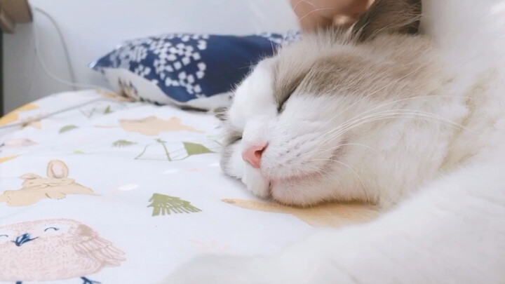 Play With A Cute Ragdoll Cat