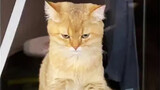 Cat|Funny Moments of Cats