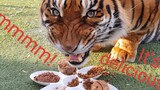 Tigers reaction to more types of food !