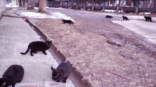 Territory of seven black cats