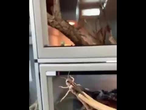 Lizard Majesticly Jumps onto its Destiny