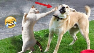 Funny Dog And Cat 😍🐶😻 Funniest Animals #142