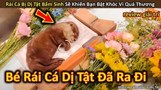 Đau Lòng Bé Rái Cá Đáng Yêu Đã Ra Đi Và Sự Thật Phía Sau || Review Giải Trí Đời Sống