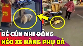 Cưng xỉu trước 'BÉ CÚN' năng nổ ra sức 'PHỤ SEN' kéo xe hàng khiến ai cũng trầm trồ 😅 Gâu Đần