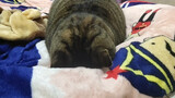 [Hewan] Kucing gendut yang tidur mengeluarkan dengkuran aneh