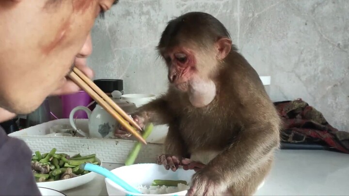 ชีวิตน้องพิการเลี้ยงลิง ลิงน้อยน่ารัก นิสัยดี นึ่งข้าวผัดผักรวมมิตร
