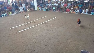 hindi gumalaw manok ko nag antay ng tamang oras bago bumira