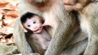 Big Love Big Milk​, Baby Monkey Jason Change Hobbit To Take Milk​, Monkey Jill Hungry Hit Food From