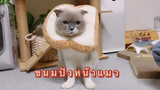 ขนมปังหน้าแมว&คิรัวร์กินน้ำซุป ชิเอลแมวมึน