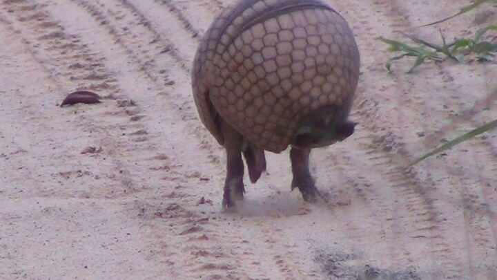 Armadillo Turns Into a Ball | In the Wild Brazil