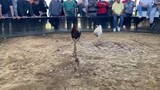 Another Short Knife Cockfighting in US
