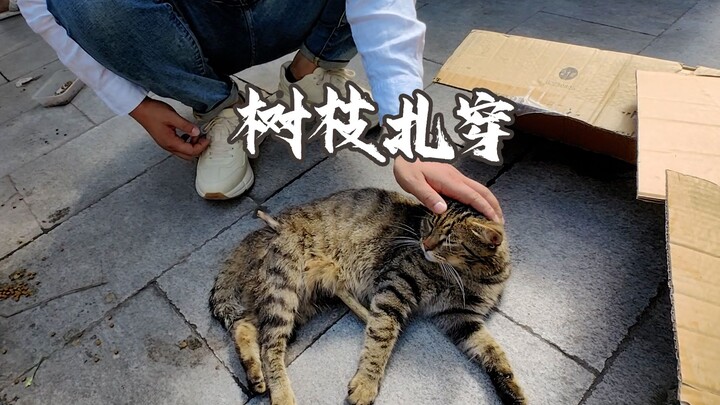 【老疯杨】被树枝扎穿的猫咪，已经变成猪咪了！