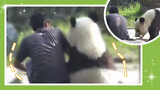 【Panda Pusaka Negara】Panda: Beraninya kau mendorongku?