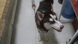 Bạn chỉ cần một chai nước để trói buộc một chú Husky?