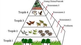 China puncak rantai makanan 😅