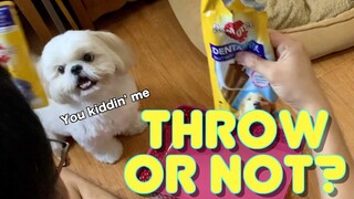 Asking My Dog To Throw Away All His Treats ( Cute & Funny Shih Tzu Dog Video)