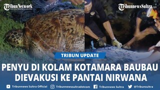 Seekor Penyu di Kolam Kotamara Sulawesi Tenggara Dievakuasi BKSDA Baubau ke Pantai Nirwana