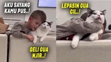GEMES BANGET.! Hanya Bisa Pasrah, Saat Kucing Berhadapan Sama Bocil ~ Kucing Lucu dan Anak Kecil