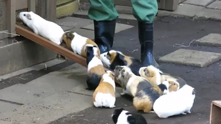 Funny Guinea Pigs 🔴 Cute Guinea Pig Videos Compilation - Cobayas Adorables Vídeo Recopilación