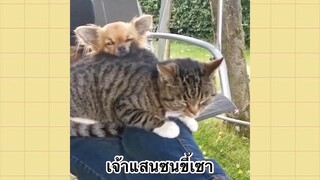 เพื่อนตัวน้อยแสนซน : เจ้าแสนซนขี้เซา