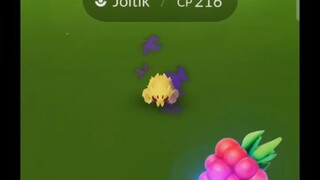 Pokémon GO-Shadow Joltik