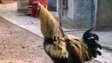 Funny video cock outstanding sound