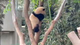 210501 Panda Fu Bao Memanjat Pohon