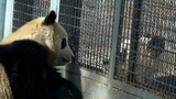 [Hewan] Selamat kehidupan sehari-hari Panda Hai