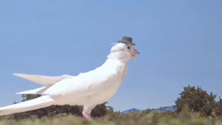 【Special Effects】Shira at the end of Tiga