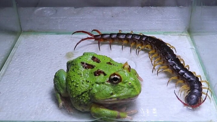 Feeding the Frog with a Centipede~