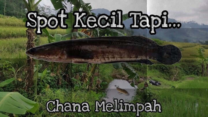 Tidak disangka ternyata disini banyak ikan chana 🐟