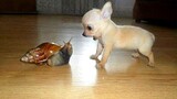 Are CHIHUAHUAS the FUNNIEST DOGS Funniest Dog Videos 2023