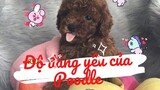 Yêu cún | Những điều bạn chưa biết về độ đáng yêu của Poodle #husky #poodle #yeuchomeo #boss