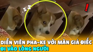 DIỄN VIÊN PHA-KE Với Màn GIẢ ĐIẾC Đi Vào LÒNG NGƯỜI | Siêu Thú Cưng