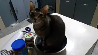 Funny cat sitting on a bowl