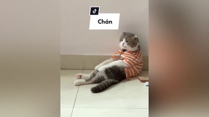 Trông mặt chán đời khum meo cat shayanh