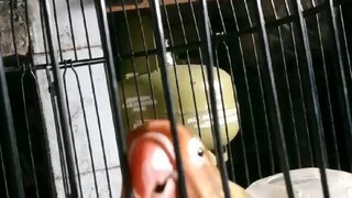 lover bird betina durasi