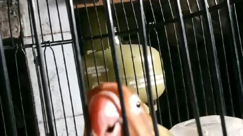 lover bird betina durasi