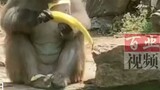 Monyet mengupas pisang dan tidak sengaja terjatuh ke air, kesedihan terlihat dengan mata telanjang