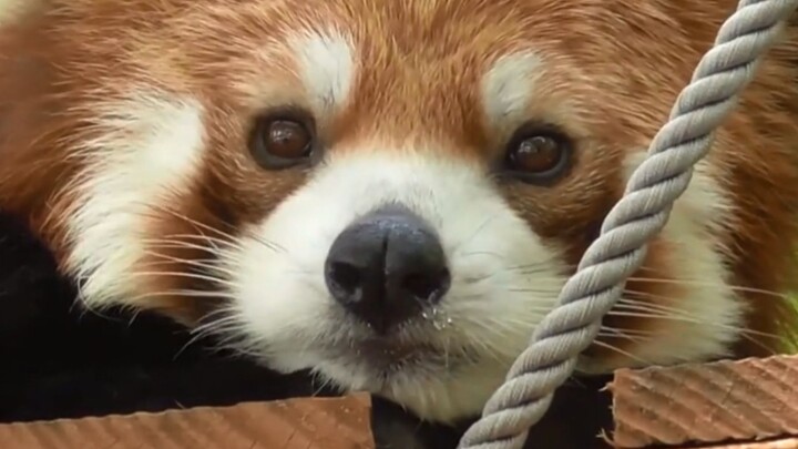cute panda viral video compilation