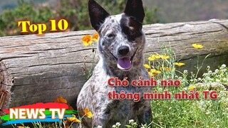 Top 10 loài chó cảnh thông minh nhất thế giới