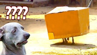 Best Funny Clip - Big Fake Lion vs 2 Sleeping Dog Prank