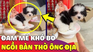 Chú chó có sở thích ngồi trên 'BÀN THỜ ÔNG ĐỊA' khiến gia chủ bất lực 😅 | Gâu Đần