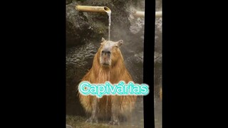 CAPIVARASSS  #shorts #edit #capybara #capivara