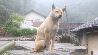 中华田园犬，下雨天坐在门口等主人回家，雨越来越大它也不愿进家