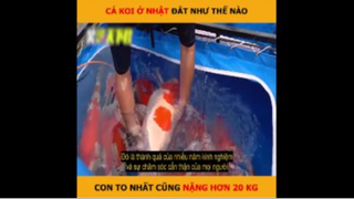 Cá Koi ở Nhật đắt như thế nào