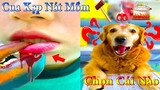 Thú Cưng TV | Dương KC Pets | Gâu Đần và Bà Mẹ #7 | Chó Golden thông minh vui nhộn funny cute dog